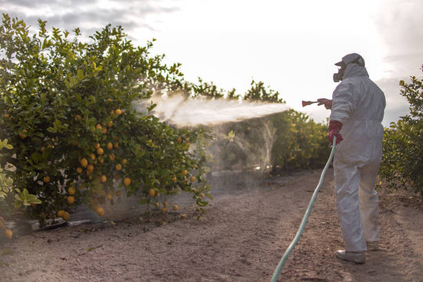 Best Ant Control Services  in Burgettstown, PA