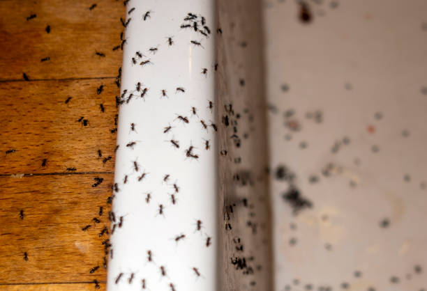 Best Wasp Removal Services  in Burgettstown, PA